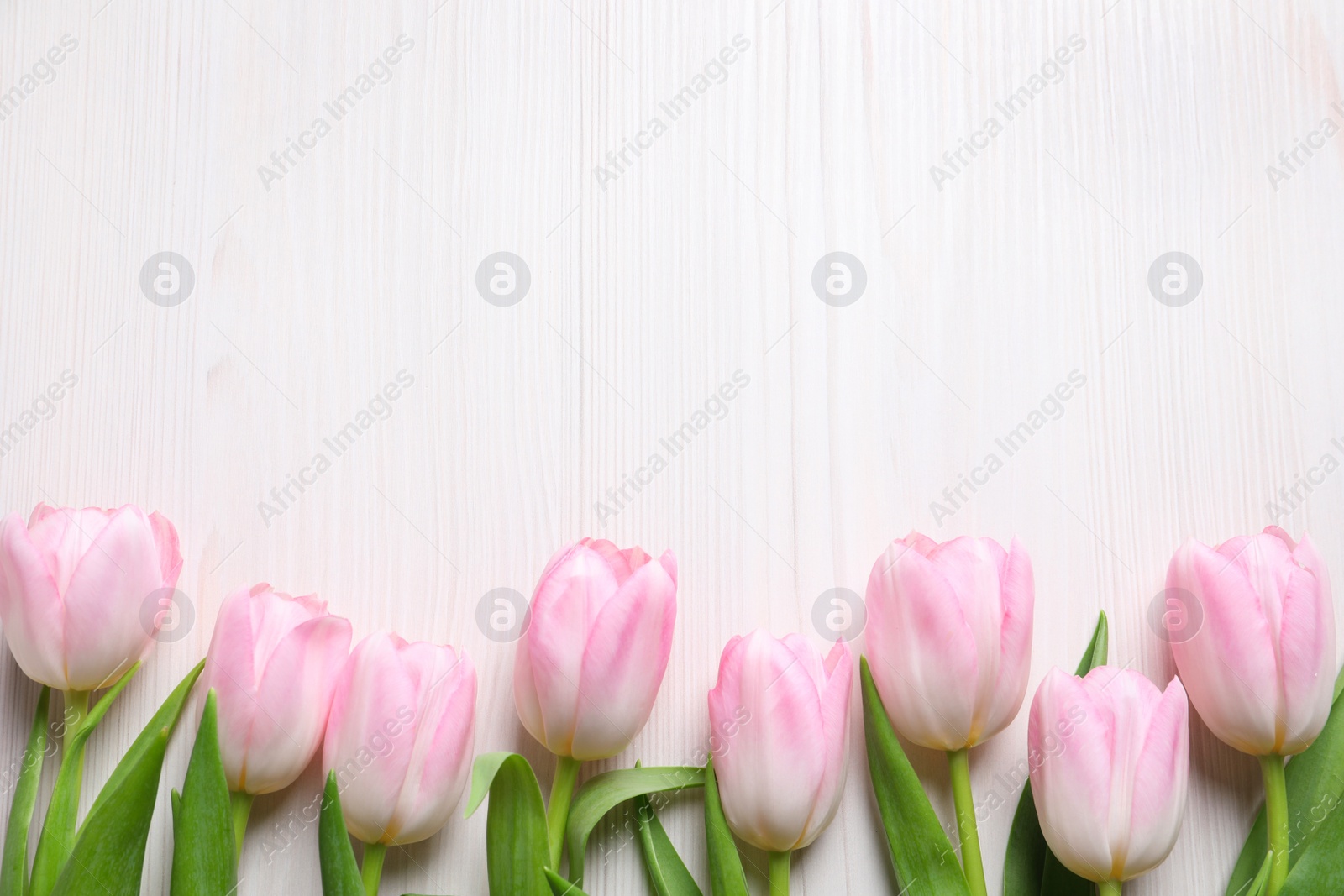 Photo of Beautiful pink spring tulips on white wooden background, flat lay. Space for text