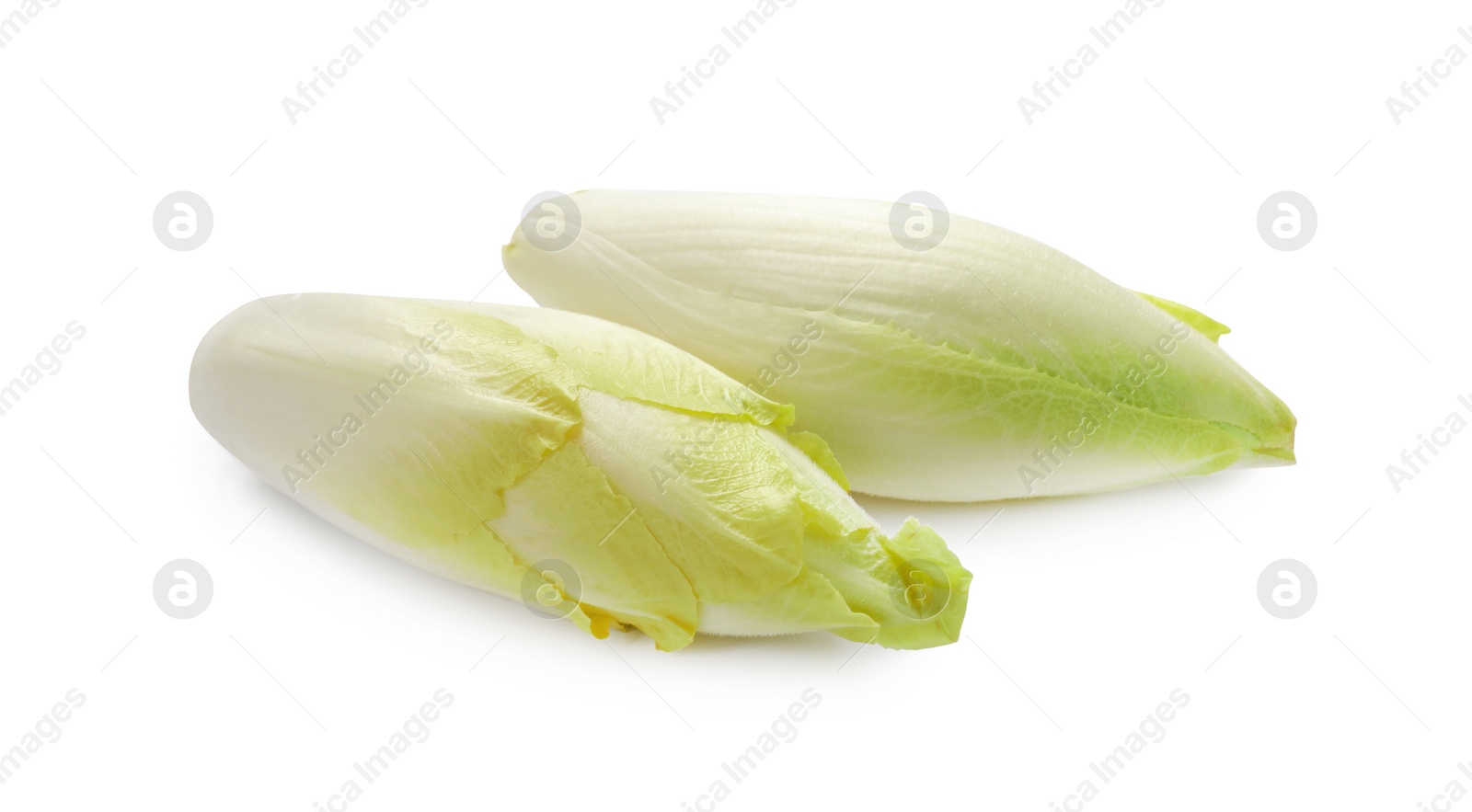 Photo of Raw ripe chicories on white background. Belgian endive