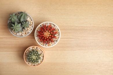 Beautiful cacti on wooden background, top view