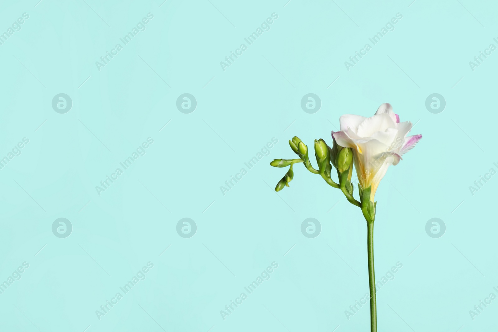 Photo of Beautiful blooming pink freesia on light blue background. Space for text