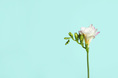 Photo of Beautiful blooming pink freesia on light blue background. Space for text