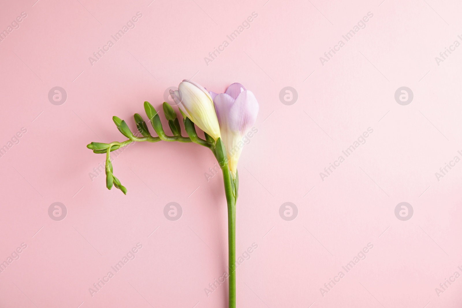 Photo of Beautiful freesia with fragrant flowers on color background, top view