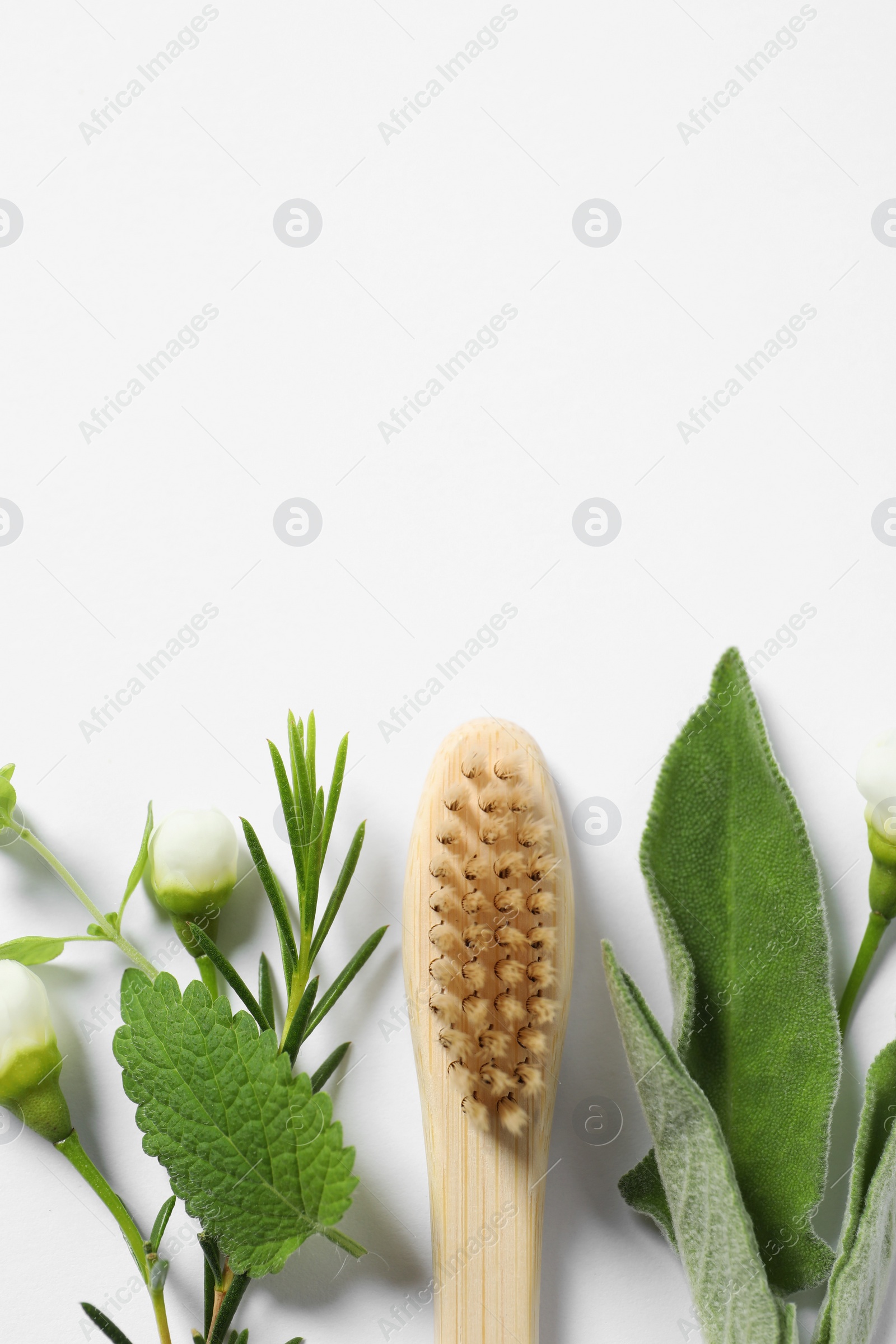 Photo of Flat lay composition with toothbrush and herbs on white background. Space for text