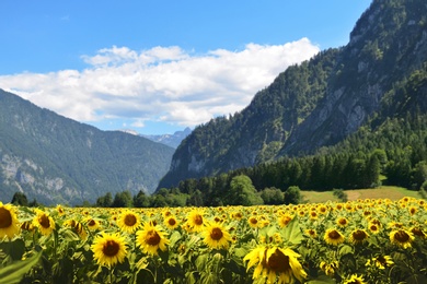 Image of Sunflower field near mountains under blue sky with clouds