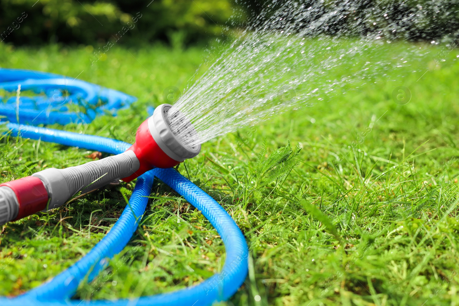 Photo of Water spraying from hose on green grass outdoors, closeup