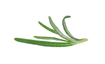 Photo of Aromatic fresh green rosemary isolated on white