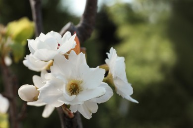 Beautiful spring blossoms on tree in garden, closeup. Space for text