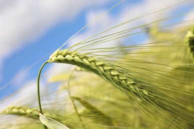 Photo of Closeup view of agricultural field with ripening cereal crop