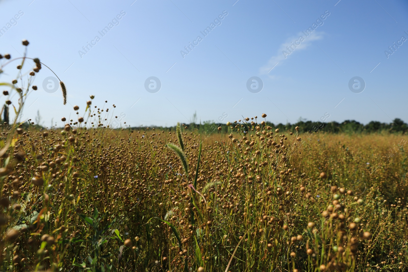 Photo of Beautiful flax plants with dry capsules in field on sunny day