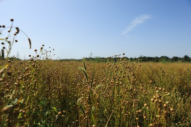 Beautiful flax plants with dry capsules in field on sunny day