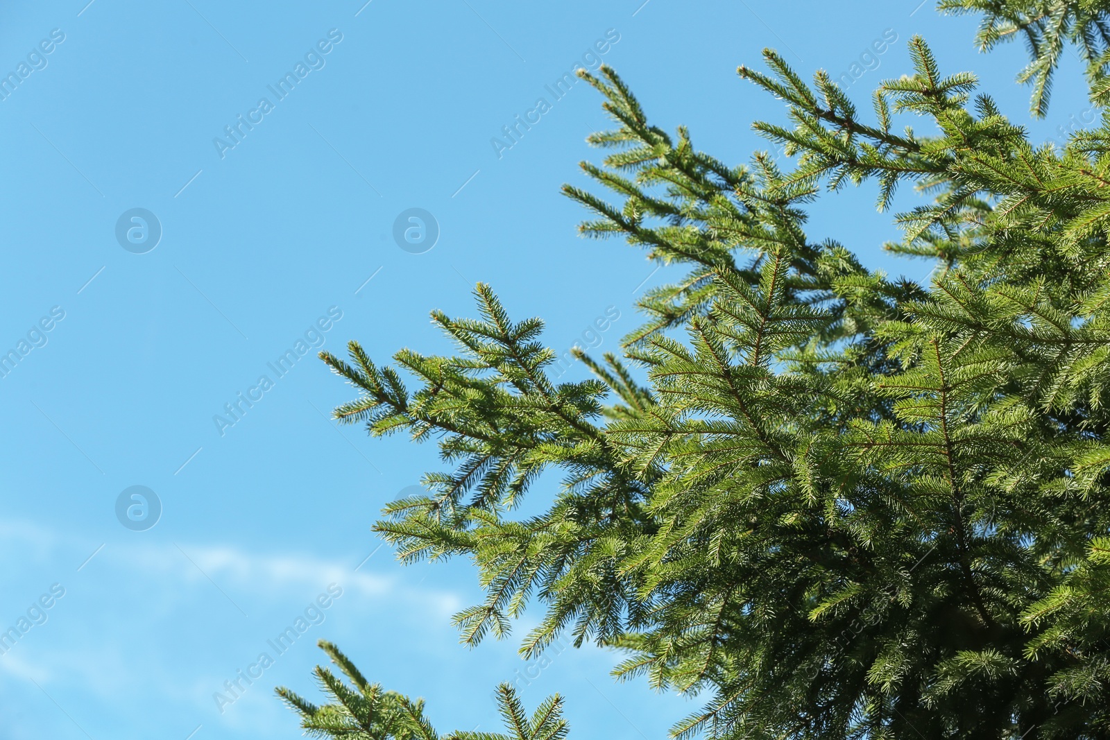 Photo of Green fir tree and blue sky on background. Space for text