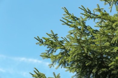 Green fir tree and blue sky on background. Space for text