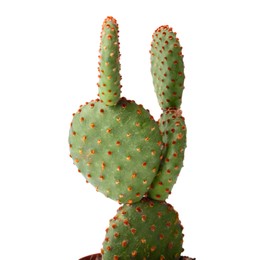 Beautiful Opuntia cactus on white background, closeup