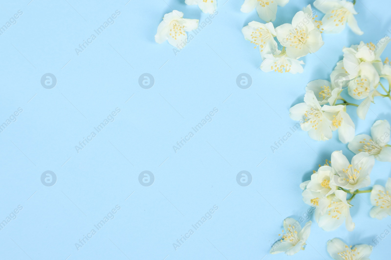 Photo of Beautiful jasmine flowers on light blue background, flat lay. Space for text