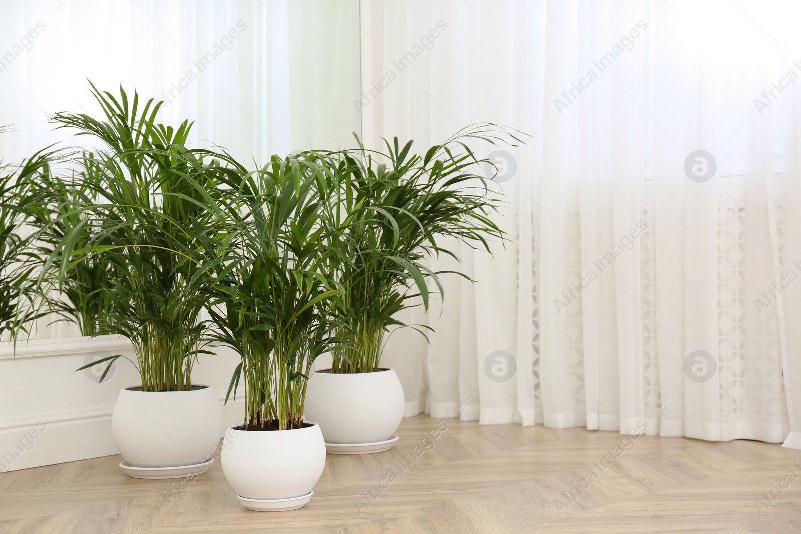 Photo of Beautiful indoor palm plants on floor in room. House decoration