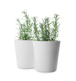 Photo of Aromatic green potted rosemary on white background