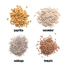 Image of Set of vegetable seeds and its names on white background, top view. Paprika, cucumber, cabbage and tomato