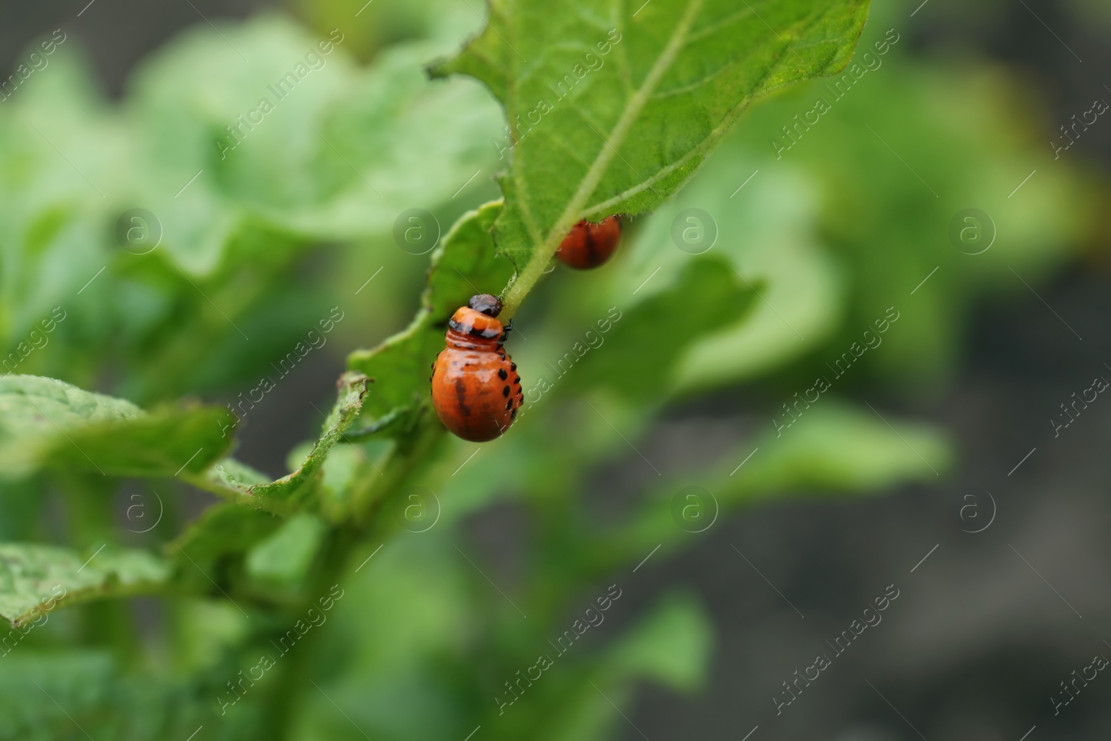 Photo of Larva of colorado beetle on potato plant outdoors, closeup. Space for text