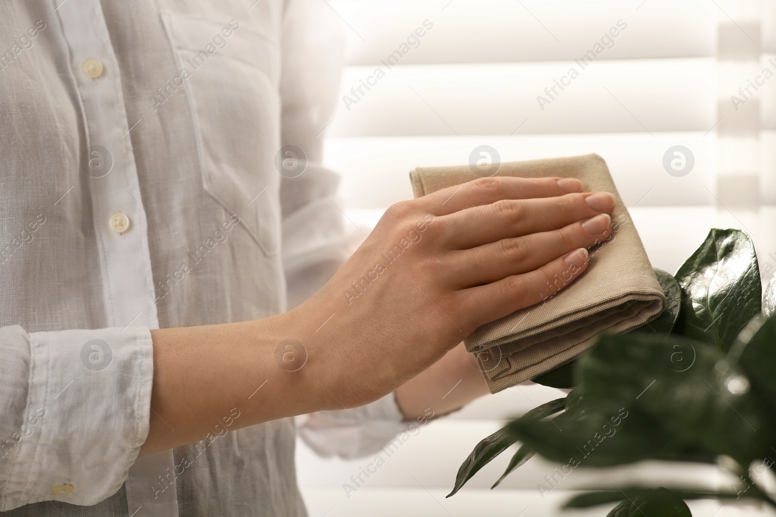 Photo of Woman wiping houseplant's leaves with cloth at home, closeup