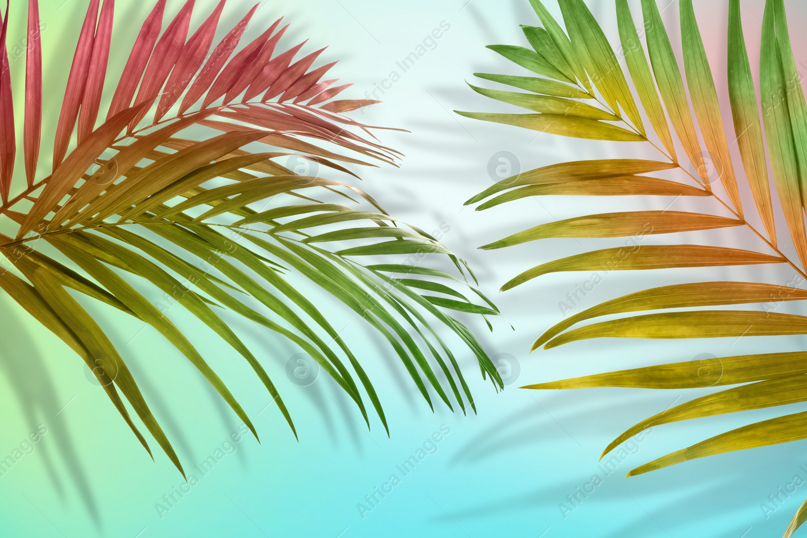Image of Palm branches on light background, color tone effect. Summer party