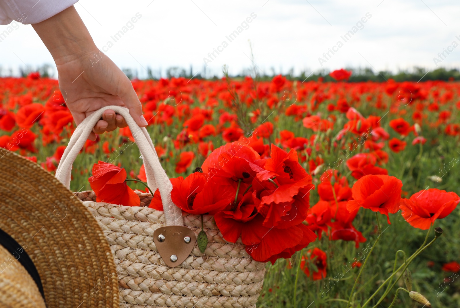 Photo of Woman holding straw hat and handbag with poppy flowers in beautiful field, closeup