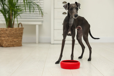 Italian Greyhound dog near feeding bowl at home