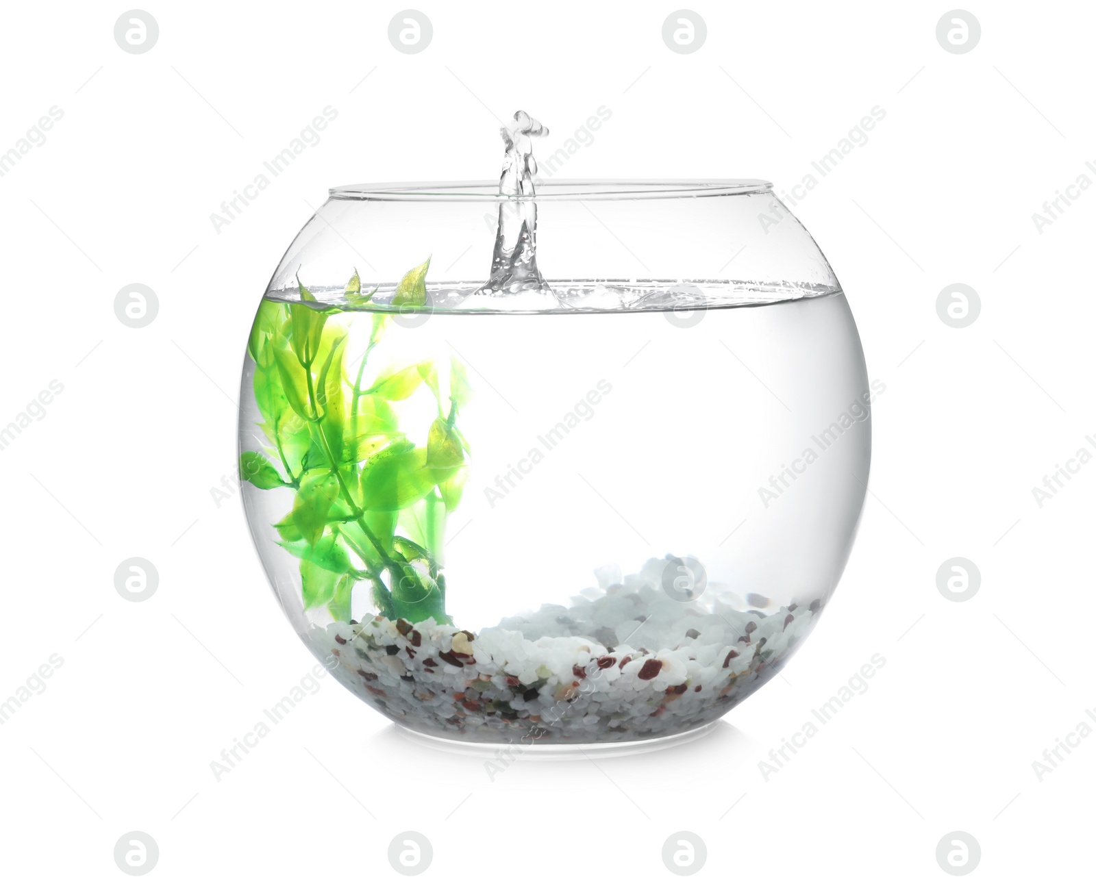 Photo of Splash of water in round fish bowl with decorative plant and pebbles on white background