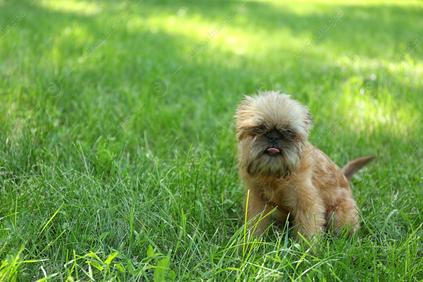 Photo of Cute fluffy dog on green grass in park. Space for text