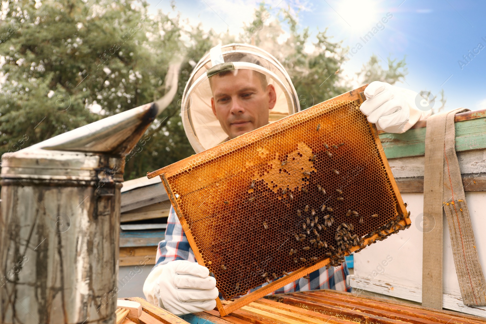 Photo of Beekeeper with hive frame at apiary. Harvesting honey