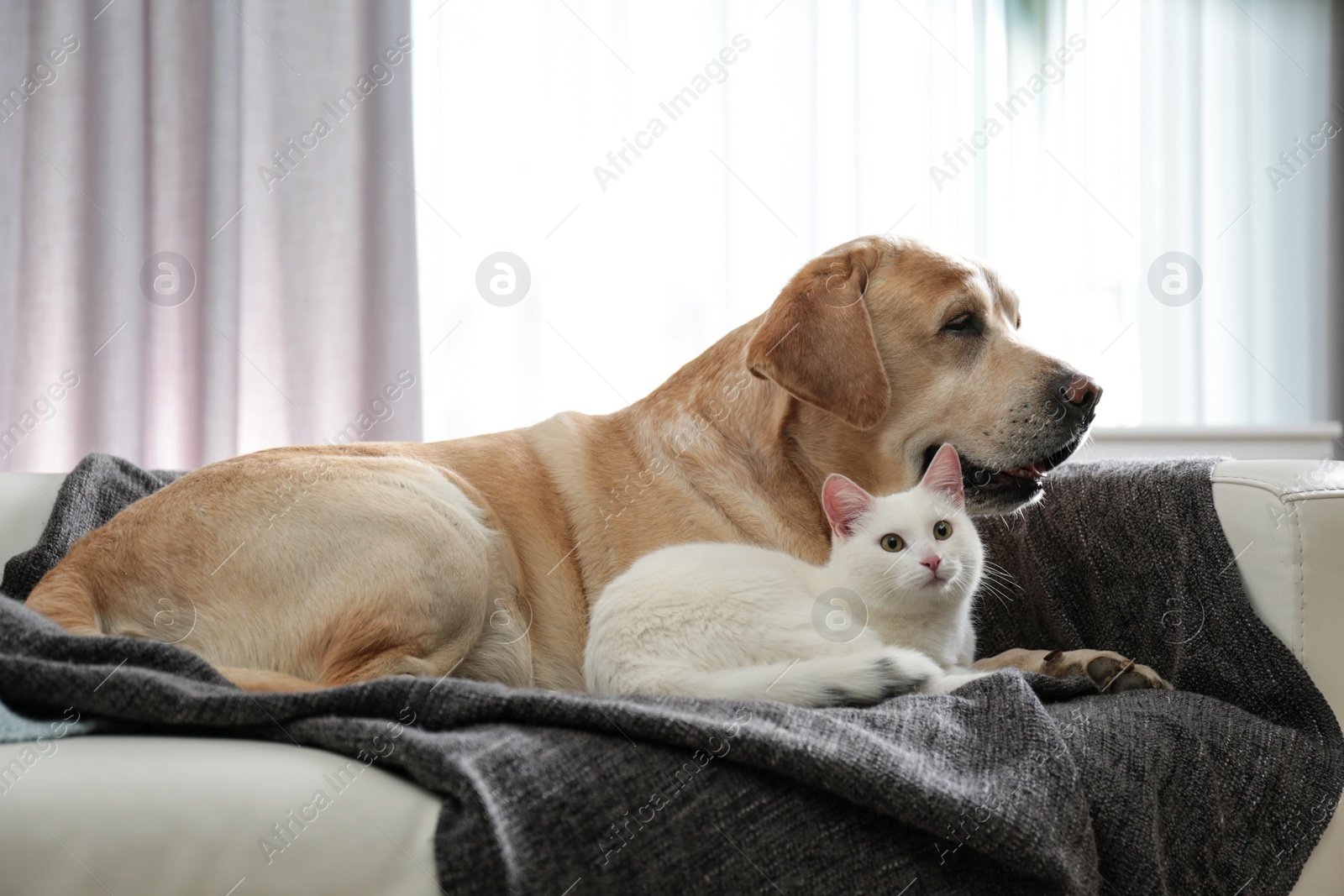 Photo of Adorable dog and cat together on sofa indoors. Friends forever