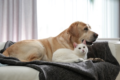 Photo of Adorable dog and cat together on sofa indoors. Friends forever