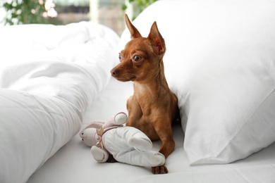 Cute toy terrier on bed. Domestic dog