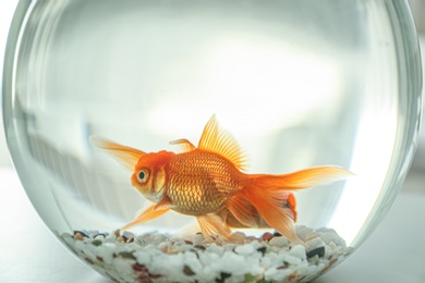 Photo of Beautiful bright goldfish in aquarium on table