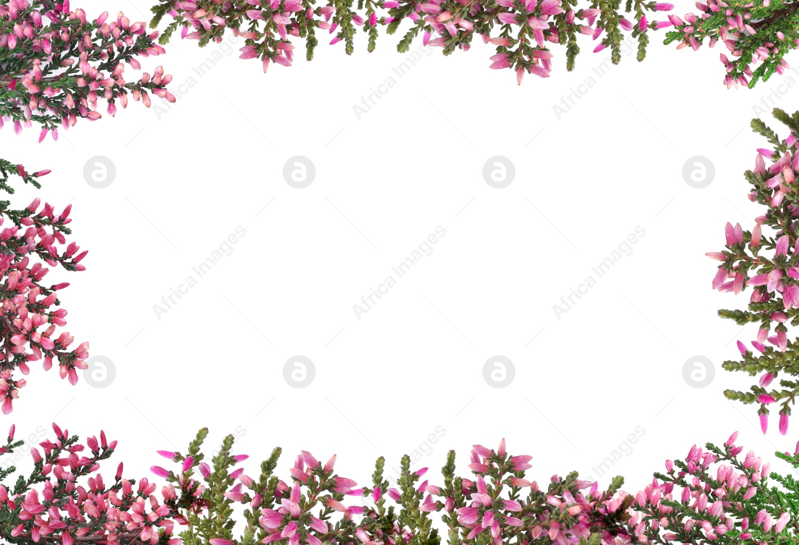 Image of Frame of heather branches with beautiful flowers on white background, top view. Space for text