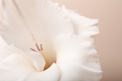 Photo of Beautiful gladiolus flower on beige background, closeup