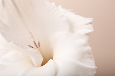 Beautiful gladiolus flower on beige background, closeup