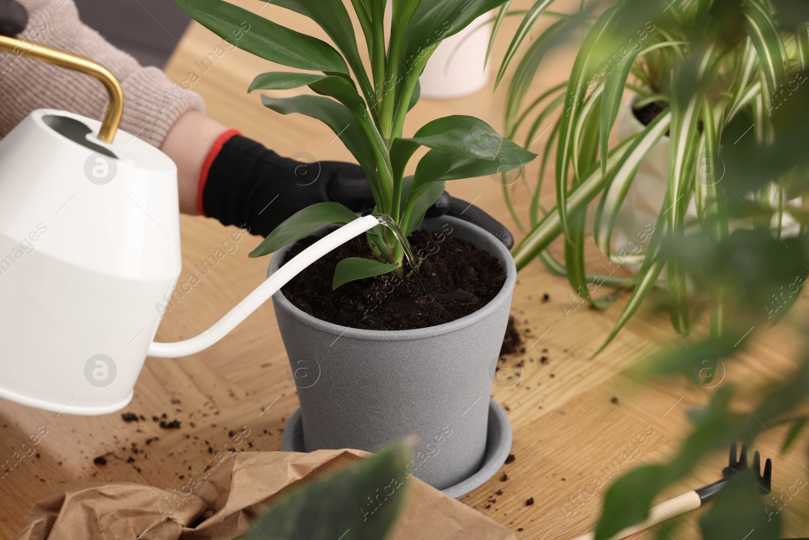 Photo of Woman watering houseplants after transplanting at wooden table, closeup