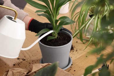 Photo of Woman watering houseplants after transplanting at wooden table, closeup