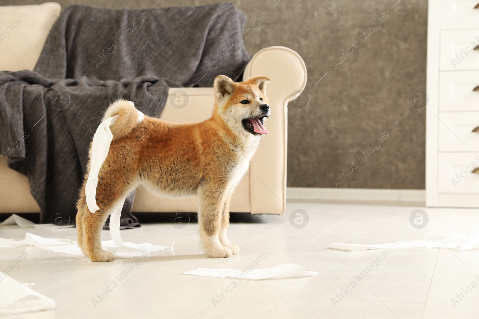 Photo of Cute akita inu puppy playing with toilet paper indoors