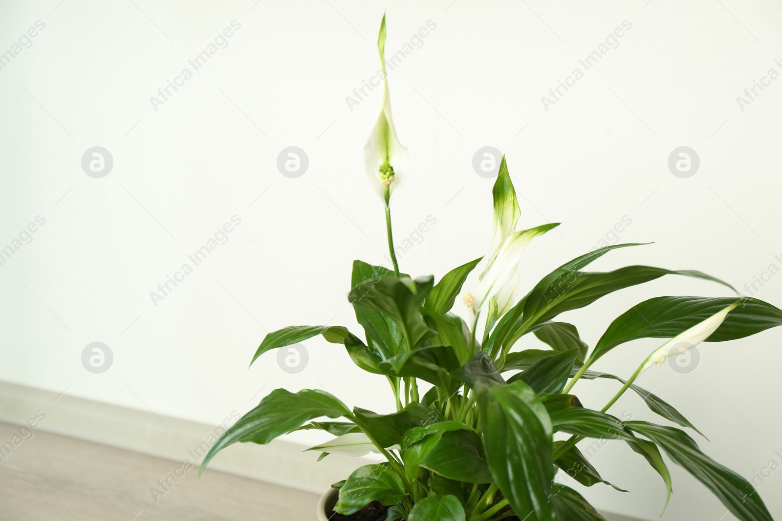 Photo of Beautiful Peace lily plant against light background, space for text