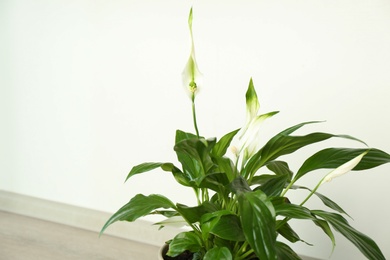 Beautiful Peace lily plant against light background, space for text