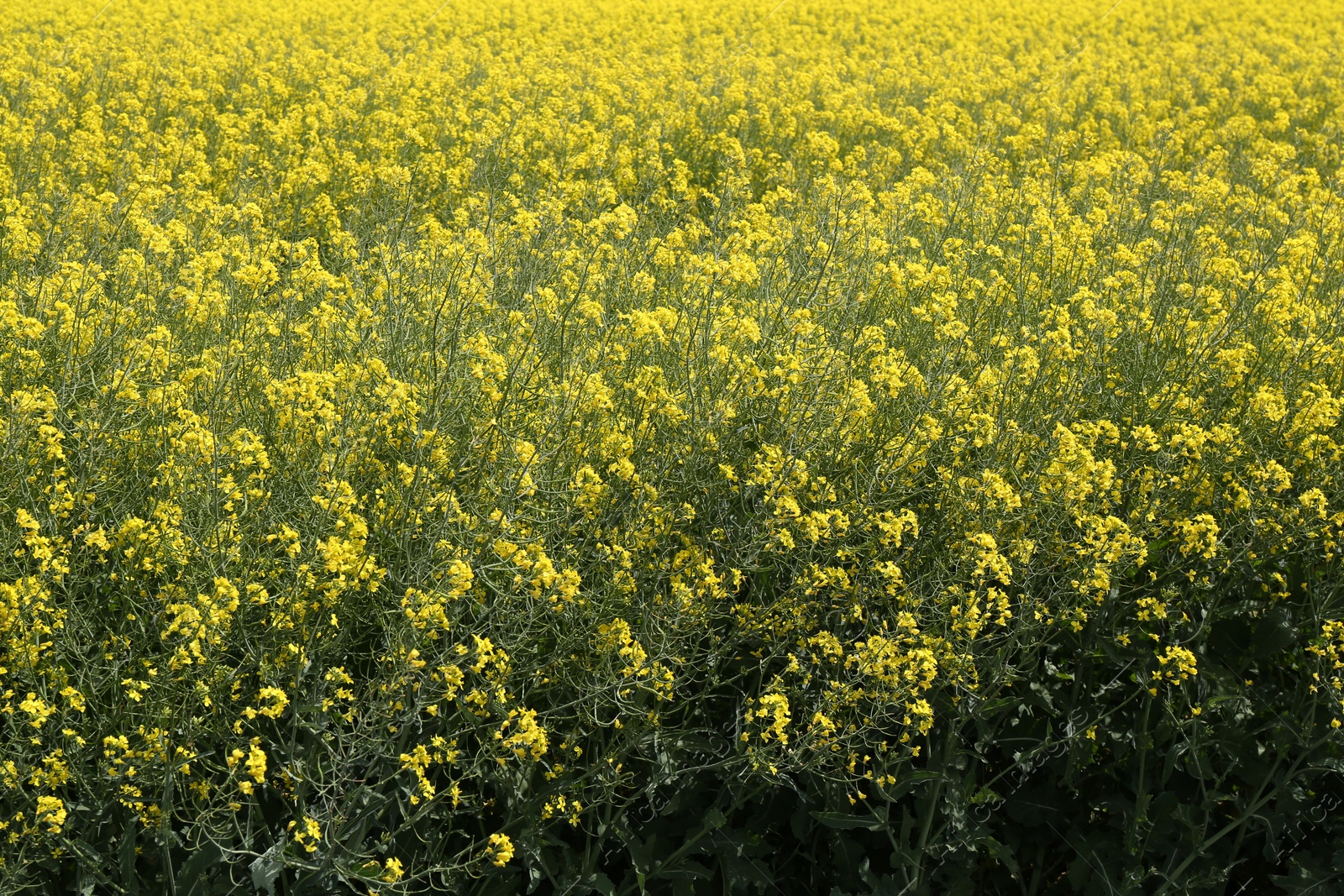 Photo of Field with many beautiful blooming rapeseed flowers