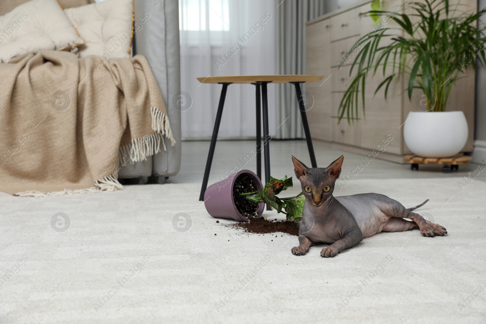 Photo of Sphynx cat near overturned houseplant on carpet at home