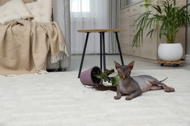 Photo of Sphynx cat near overturned houseplant on carpet at home