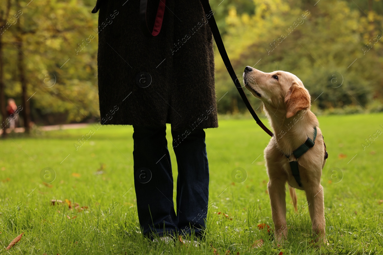 Photo of Woman with adorable Labrador Retriever puppy outdoors, closeup