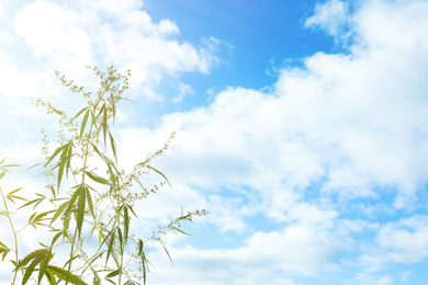 Green hemp plant against blue sky with clouds. Space for text