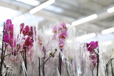 Beautiful blooming tropical orchid flowers in store