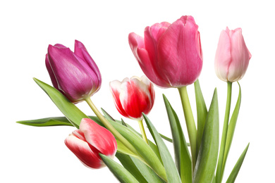 Beautiful tulips on white background. Spring flowers