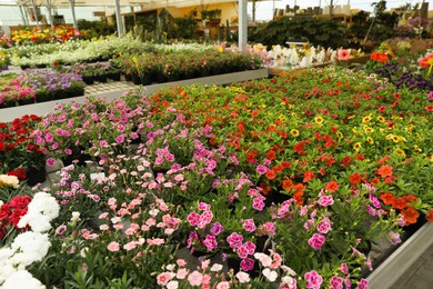 Photo of Many different beautiful blooming plants in garden center