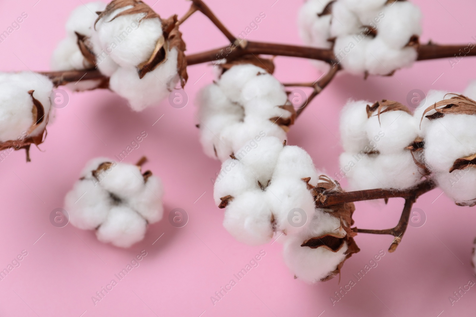 Photo of Fluffy cotton flowers on pink background, closeup